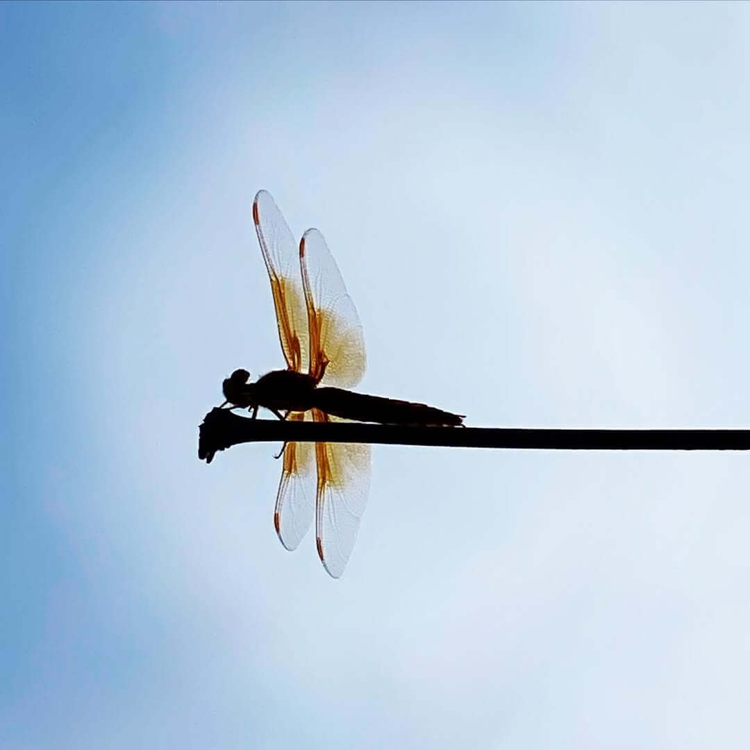 Silueta de libélula