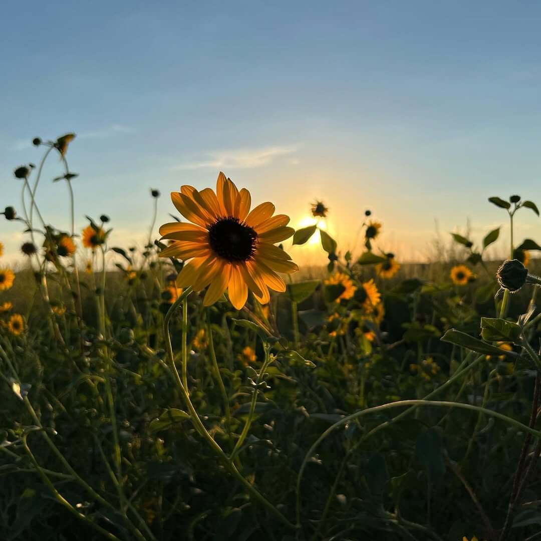 Campo de girasoles en Colorado