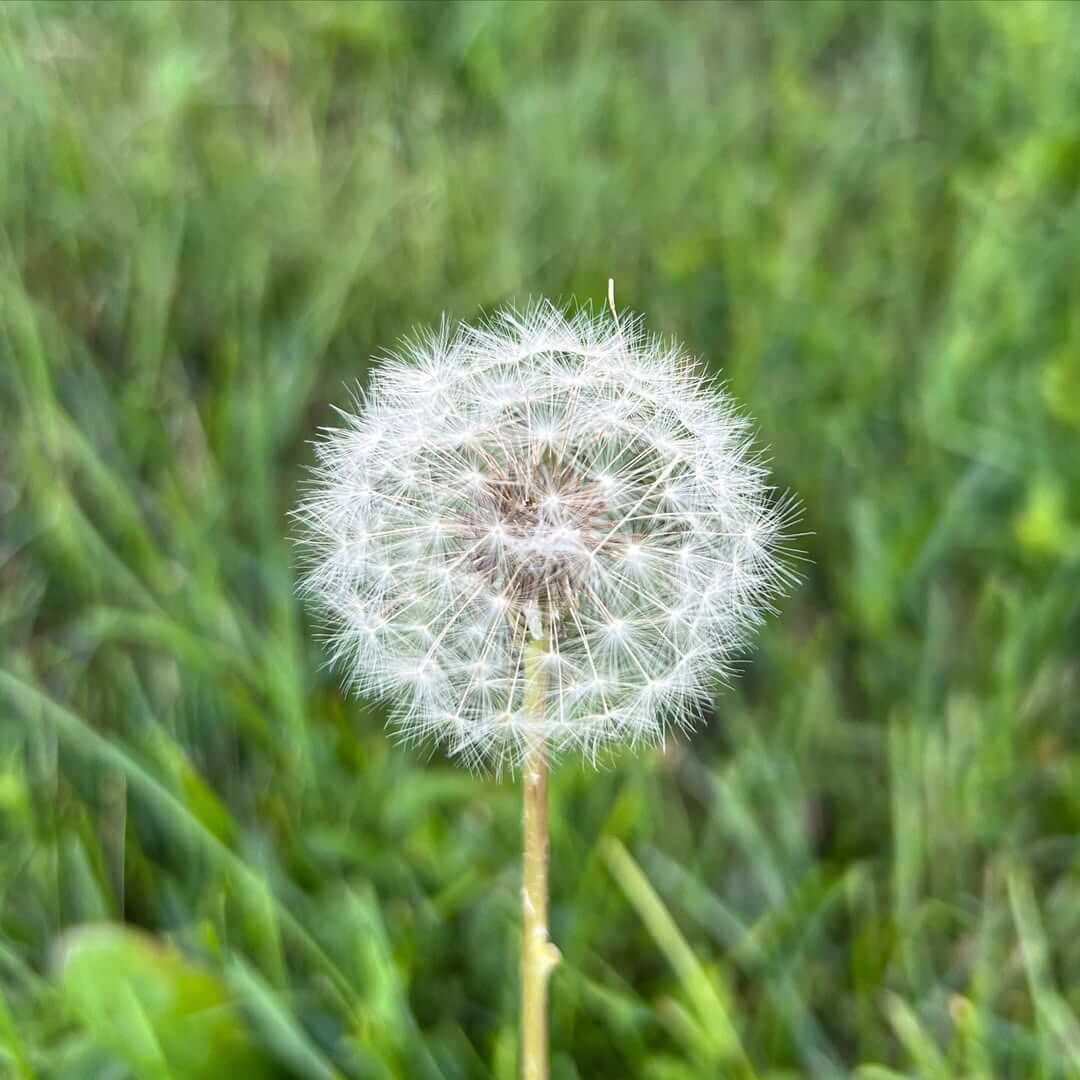 Diente de león macro