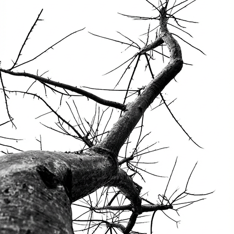 Naturaleza cruda