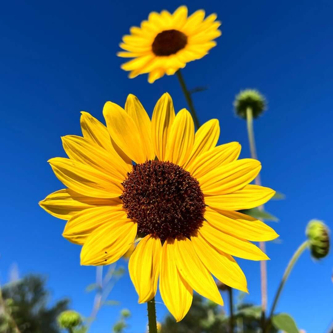 Flores cielo azul